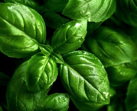 Albahaca fresca, Salsa Pesto