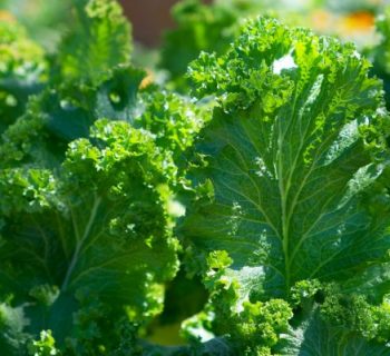 Lechugas, Rolitos Vietnamitas, Sindry's Kitchen