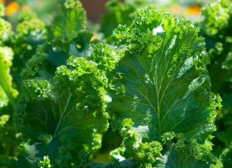 Lechugas, Rolitos Vietnamitas, Sindry's Kitchen